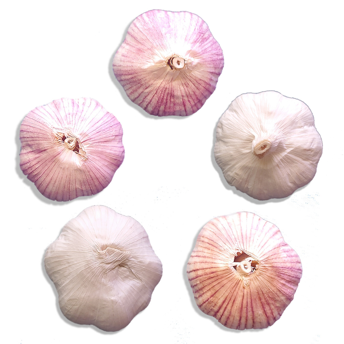 Organic GARLIC bulbs 10lbs • 5 VARIETIES Chesnok Music Italian German Russian