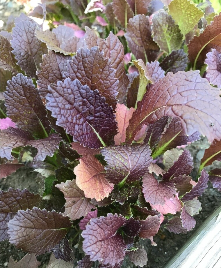 Red Giant Mustard Seeds, Brassica juncea, NON-GMO, Garden Growing, FREE SHIPPING