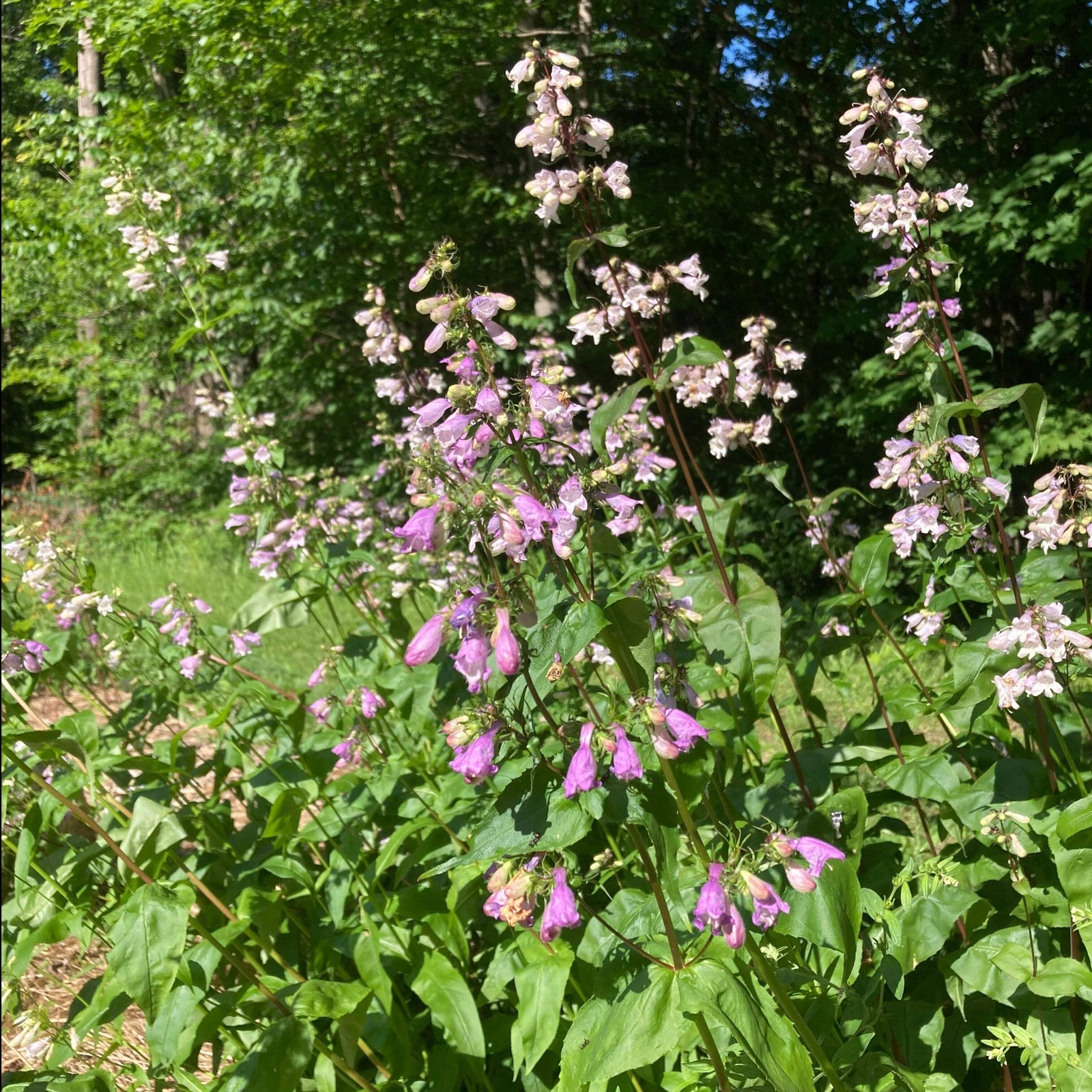 Smooth Penstemon Seeds, Beardtongue (Penstemon digitalis) ~Native Wildflower