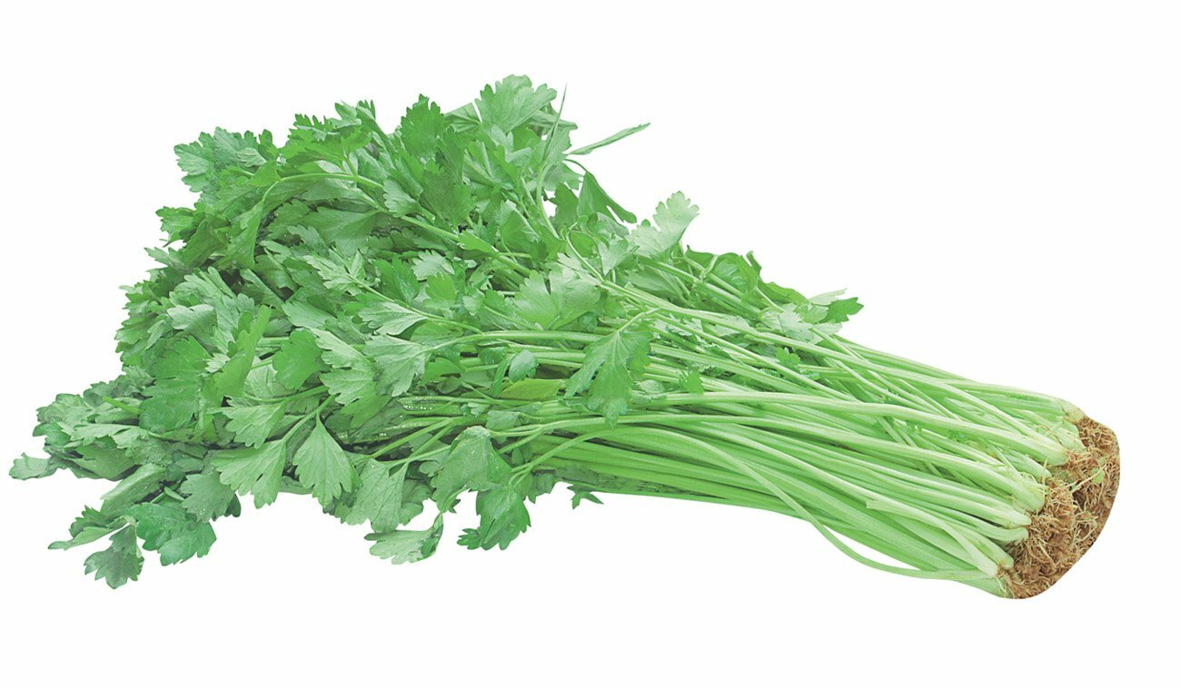 100+Chinese Celery Seeds Khuenchai Kan-tsai Kin-tsai Kunchoy Qincai Kinchay USA