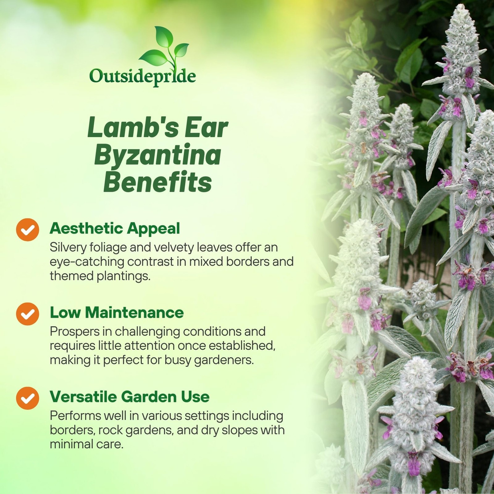 Lamb’s Ear Seeds – 1000 Pcs Perennial Flower Seeds for Ground Cover &