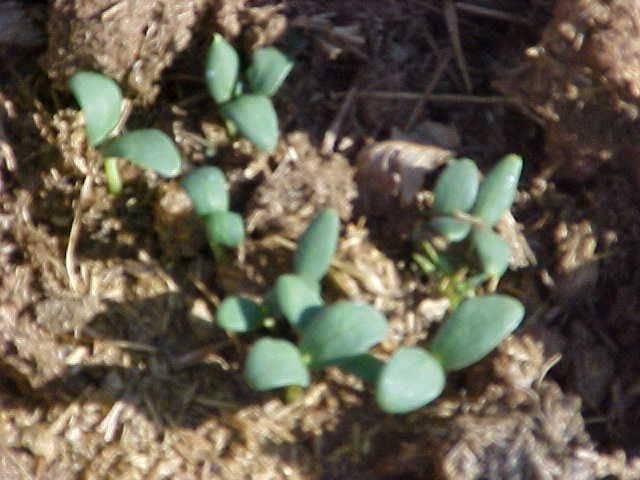 WORLD KNOWN 150 SEEDS PECOS CANTALOUPE MELON SAID TO BE SWEETEST CANTALOUPE