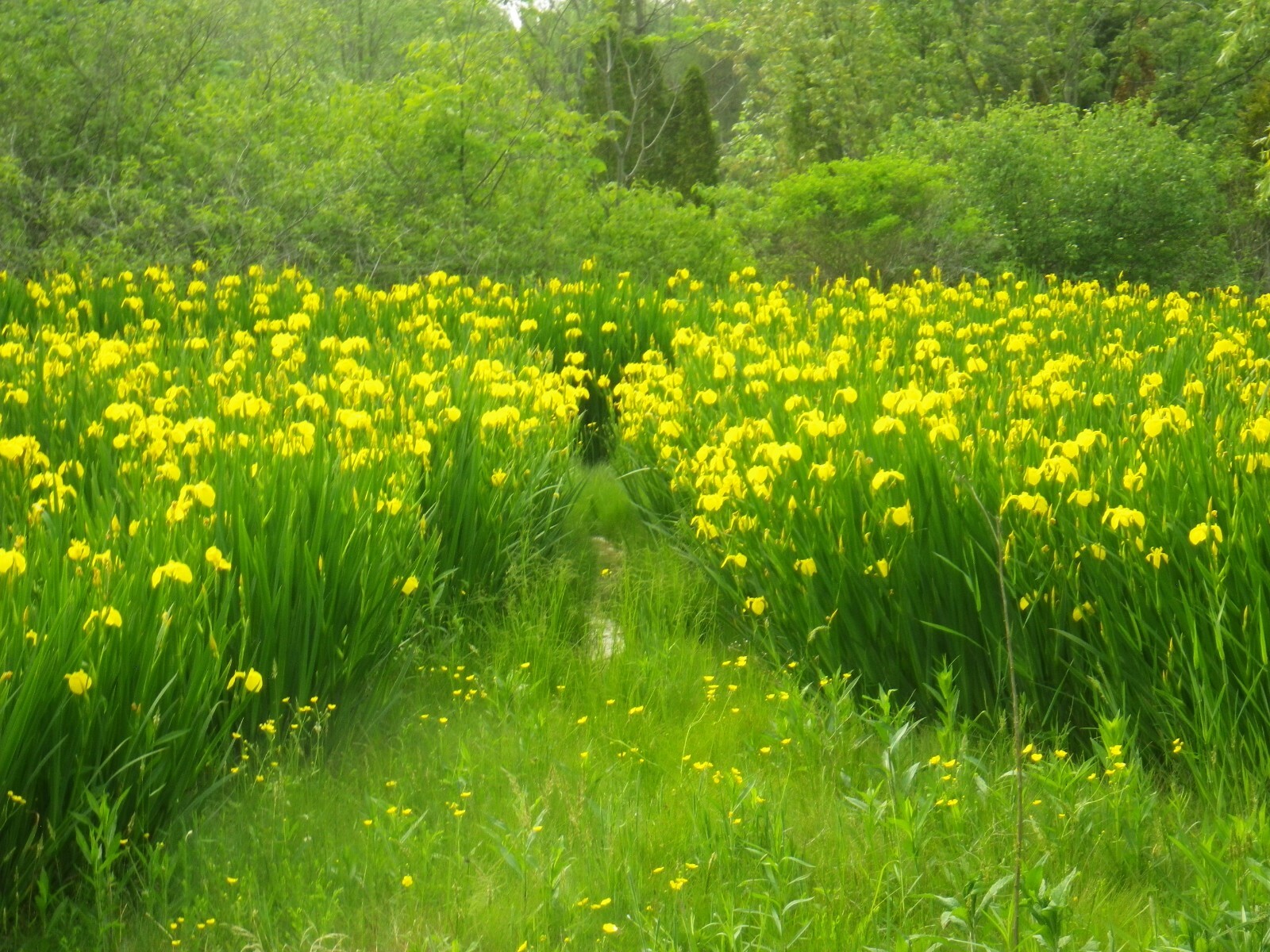 FIVE YELLOW IRIS LOVES WET OR DRY AREAS 5 BARE ROOT HARDY PLANTS LINE BORDERS