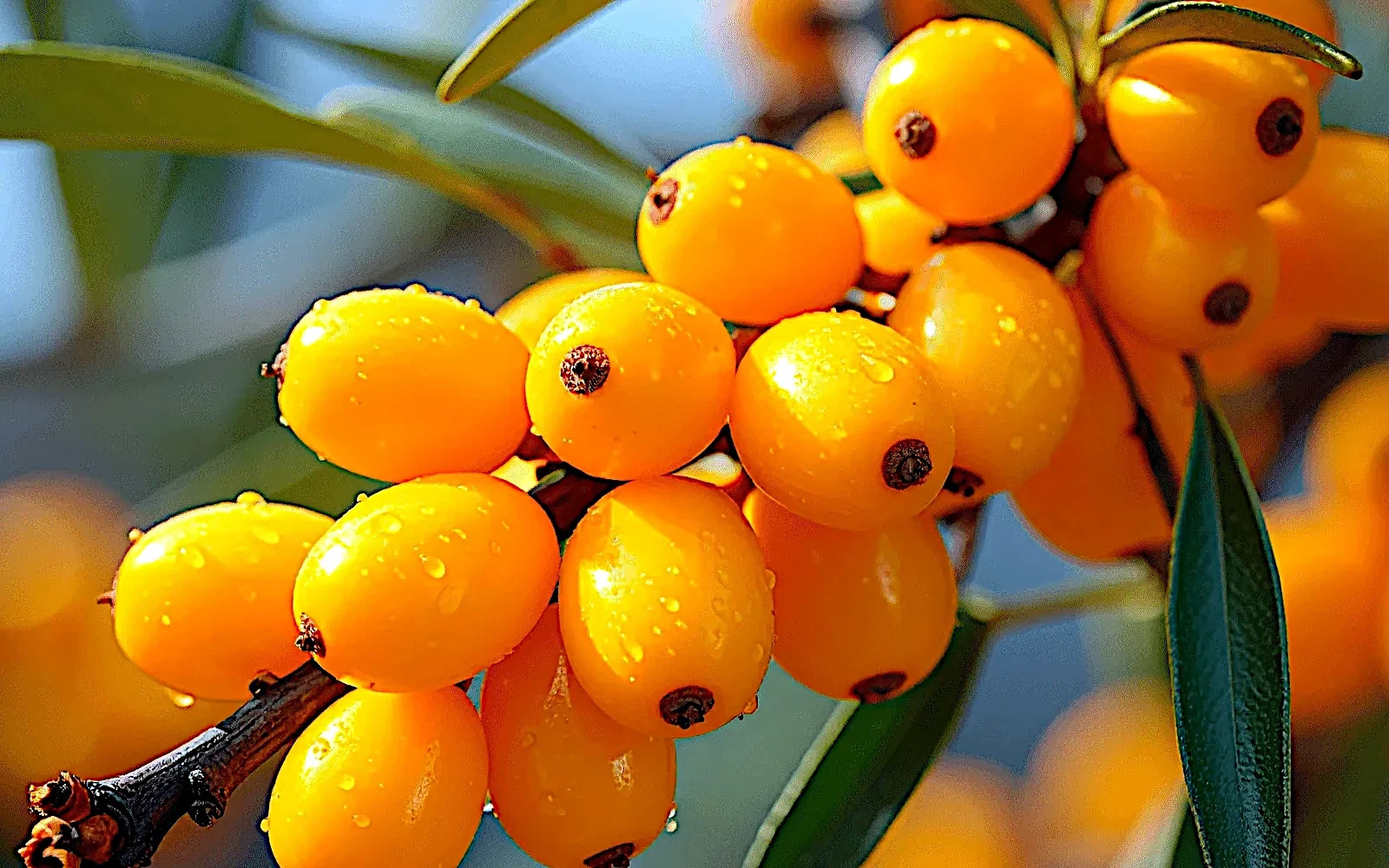 Sea Buckthorn “Seaberry” Tree Seeds (Hippophae Rhamnoides) Cold Hardy Fruit