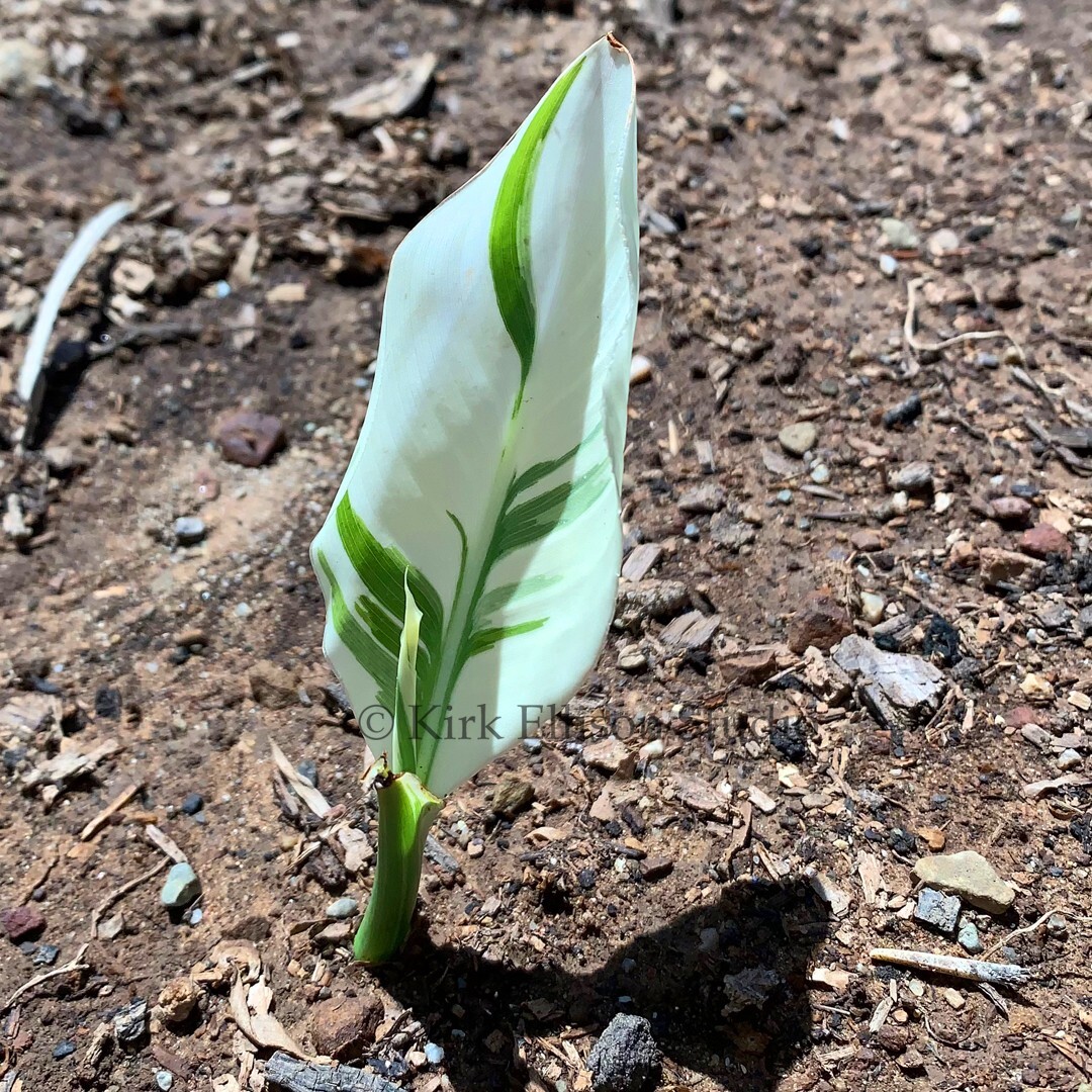 Canna Lily (1) Rhizome “STUTTGART” Variegated Ivory Green Foliage!