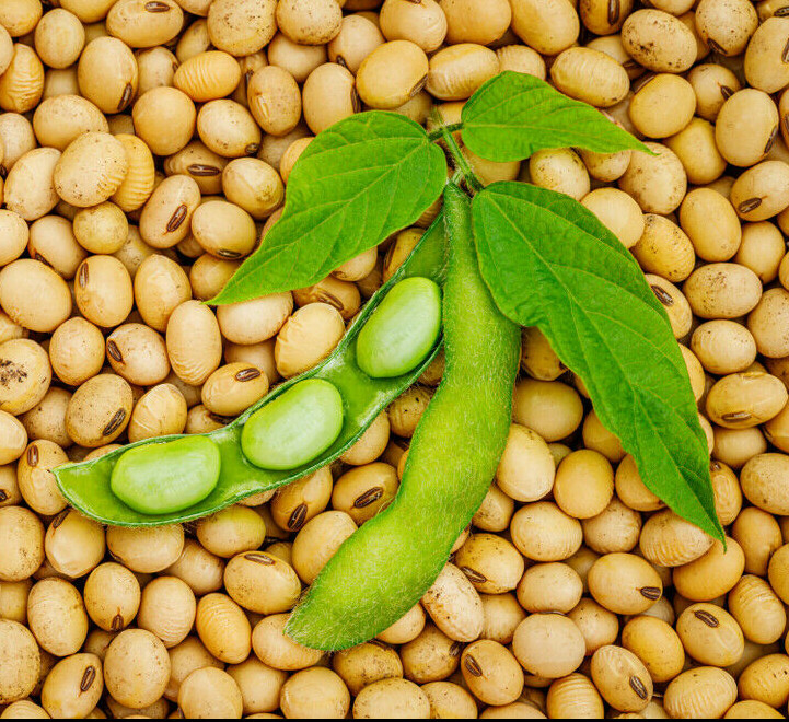 Bulk Soy Bean Seeds | USA Vegetable Soybeans Planting or Eating Cover Crop 2024
