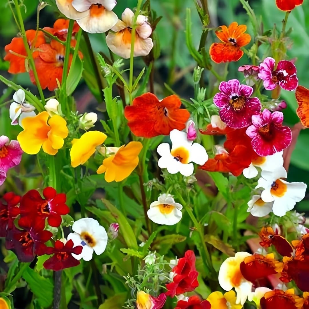 300pcs Nemesia Galaxy Flower Seeds for Planting – Vibrant Color Mix, Long Blo…