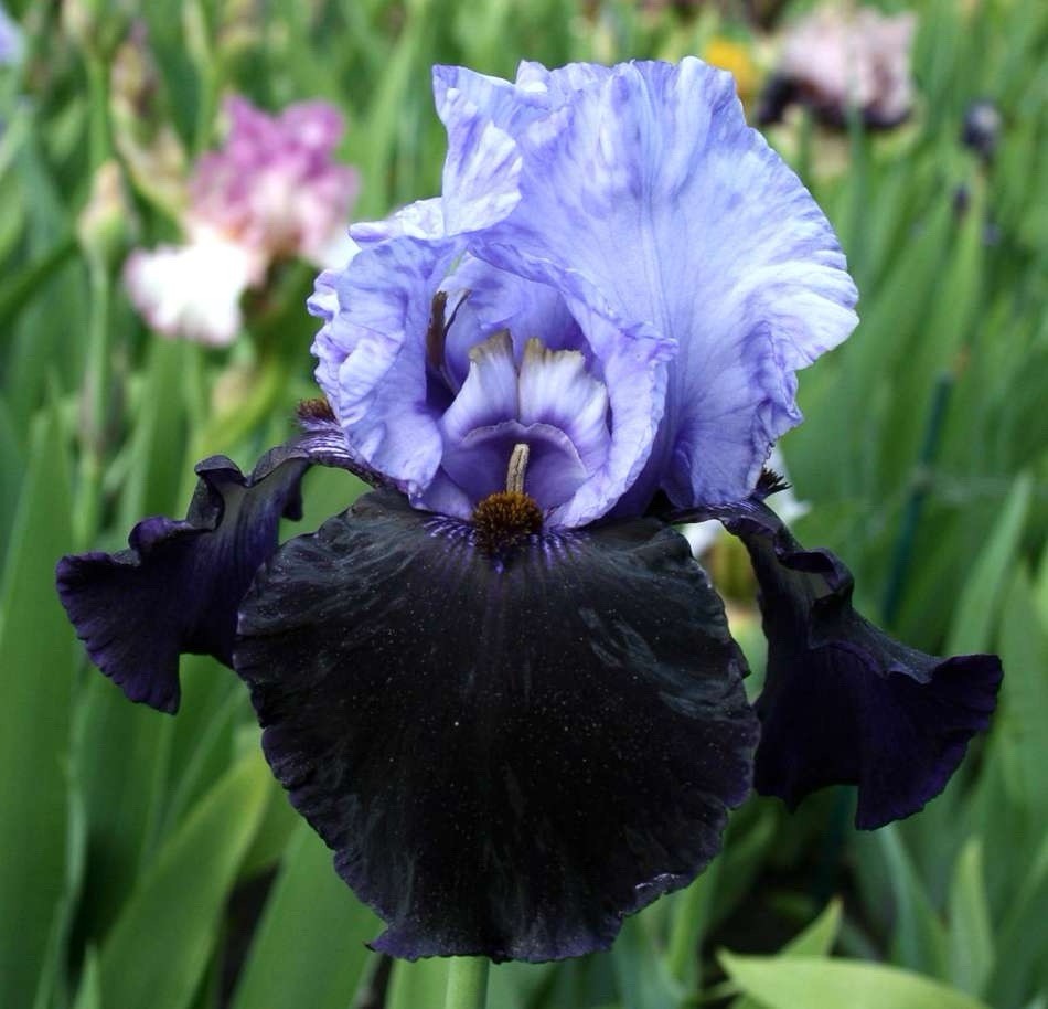 1 RHIZOME Bearded Iris Dangerous Mood | Spring Planting Flower