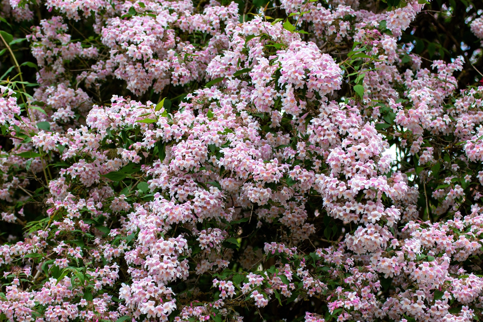 10 BEAUTY BUSH SHRUB Beautybush Kolkwitzia Amabilis Flower Seeds *Flat S/H