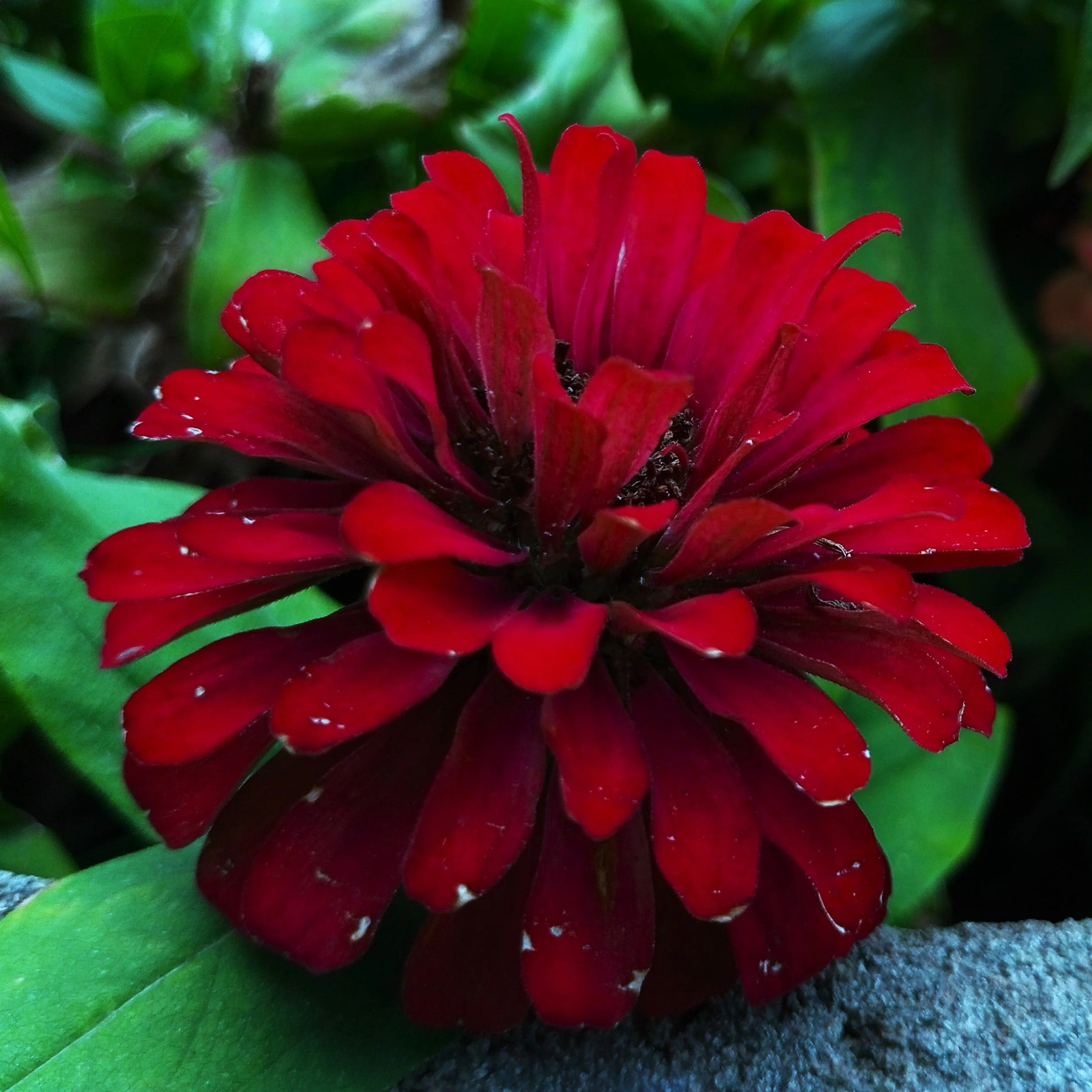Meteor Burgundy Zinnia Seeds – For 2025 Planting Velvet Dark Red Maroon