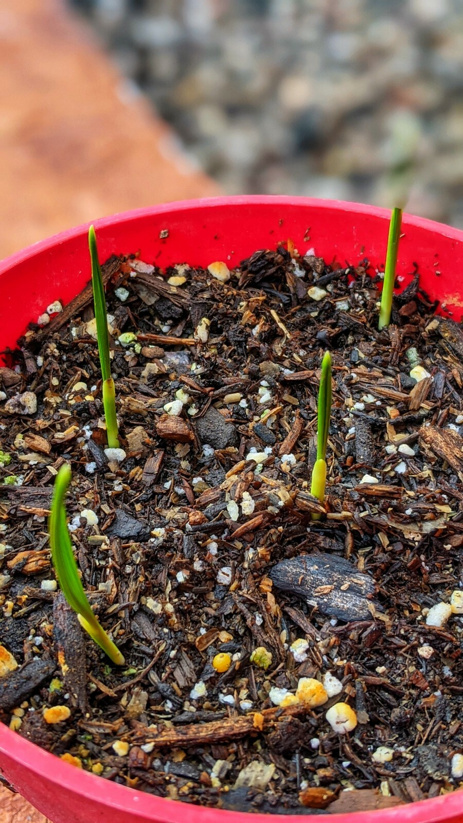 15 Medjool Date Seeds+ 5Dayri Date Palm Pits– 20Fresh SEEDS From Arizona
