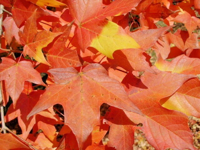 20 LEGACY SUGAR MAPLE SEEDS – Acer saccharum ” legacy “