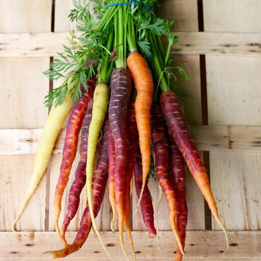 Red dragon carrot seeds 200+ seeds + Free Shipping