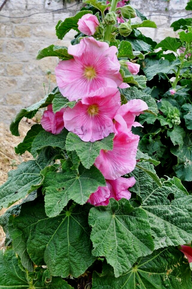 GIANT PINK HOLLYHOCK 50 SEEDS, HARDY PERENNIAL, EZ TO GROW, USA SELLER