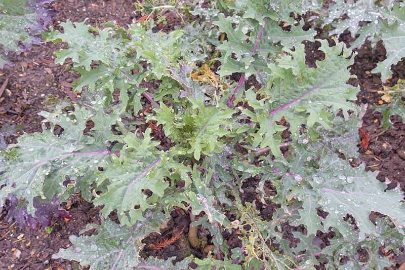 500 RED RUSSIAN KALE SEEDS ~ heirloomseedguy ~ 2026 ~ NON-GMO