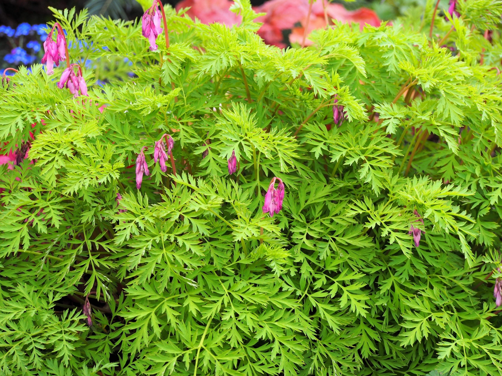 10 FRINGED / FERN LEAF BLEEDING HEART Dicentra Eximia Pink Flower Seeds *CombS/H