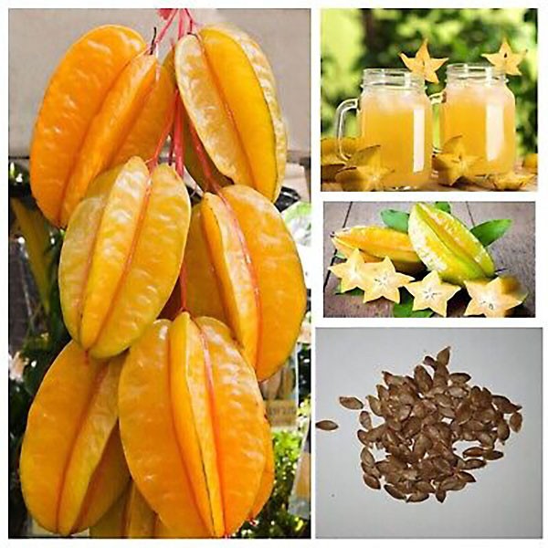 Carambola Starfruit Seeds (15) / TROPICAL FRUIT / RARE / EASY / FAST GROWING
