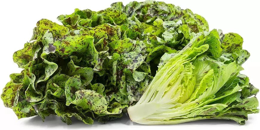 500+ FRECKLES ROMAINE LETTUCE SEEDS – Heirloom – Organic – NON GMO —- FRESH