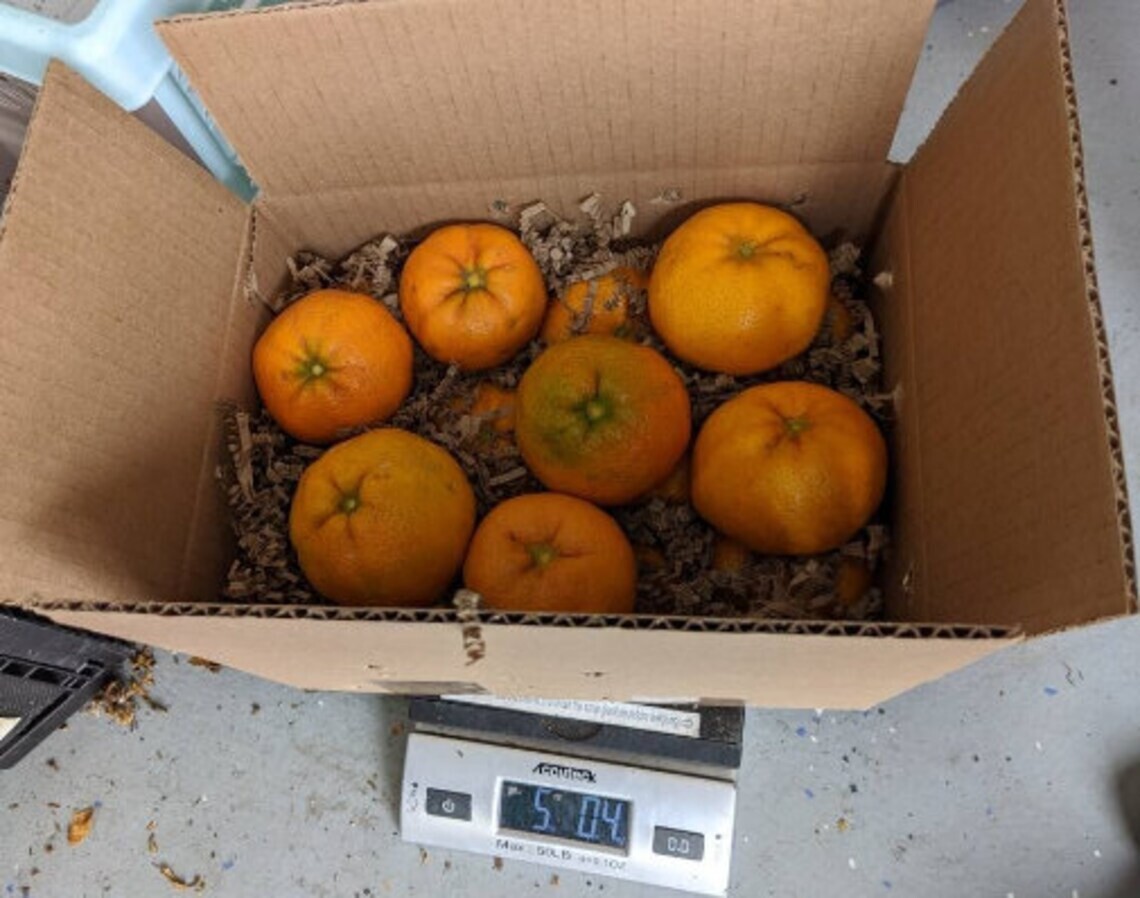 Fresh Seedless Tango Tangerines 2 lbs box ( 6 to 8 pcs ) – Naturally Grown and F