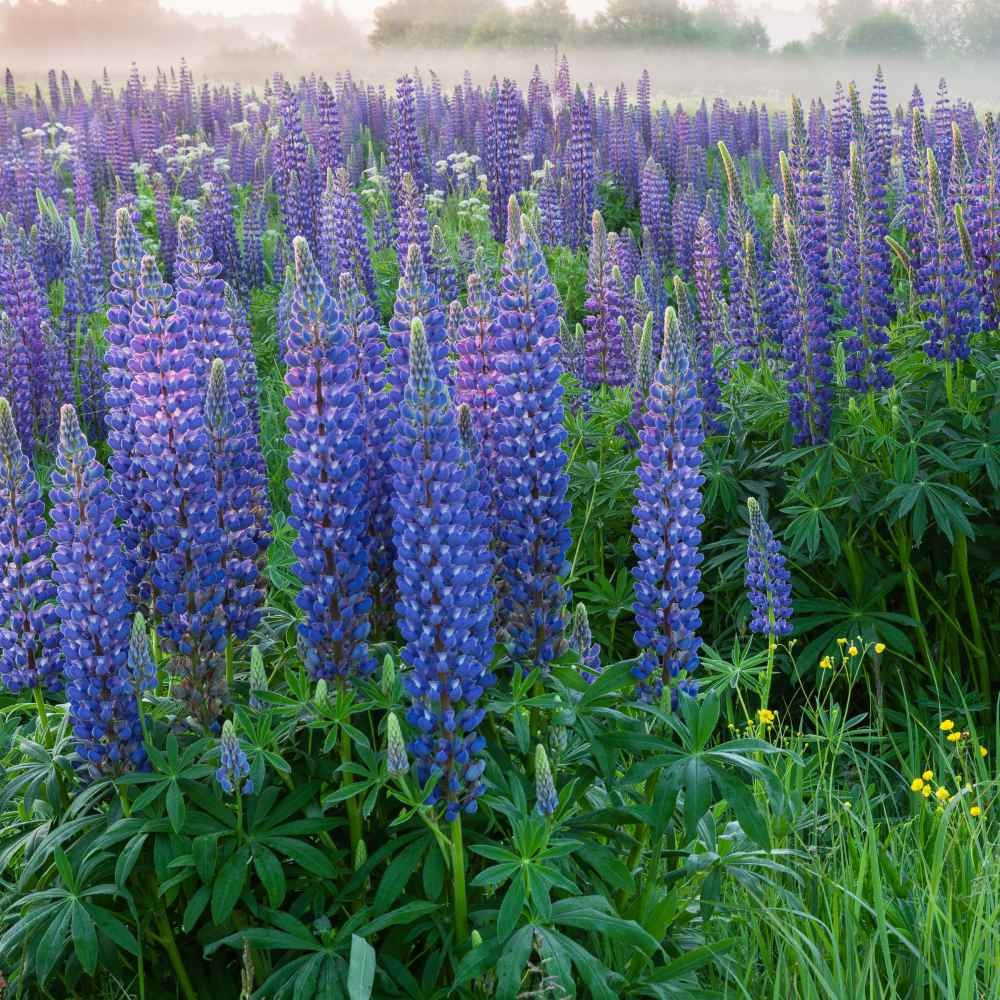 1 LB Blue Perennial Lupine Seeds For Planting | Lupinus Perennis Wild Flower