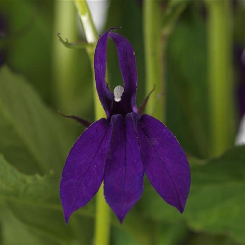 Lobelia Seeds 50 Pelleted Seeds Lobelia Starship Blue