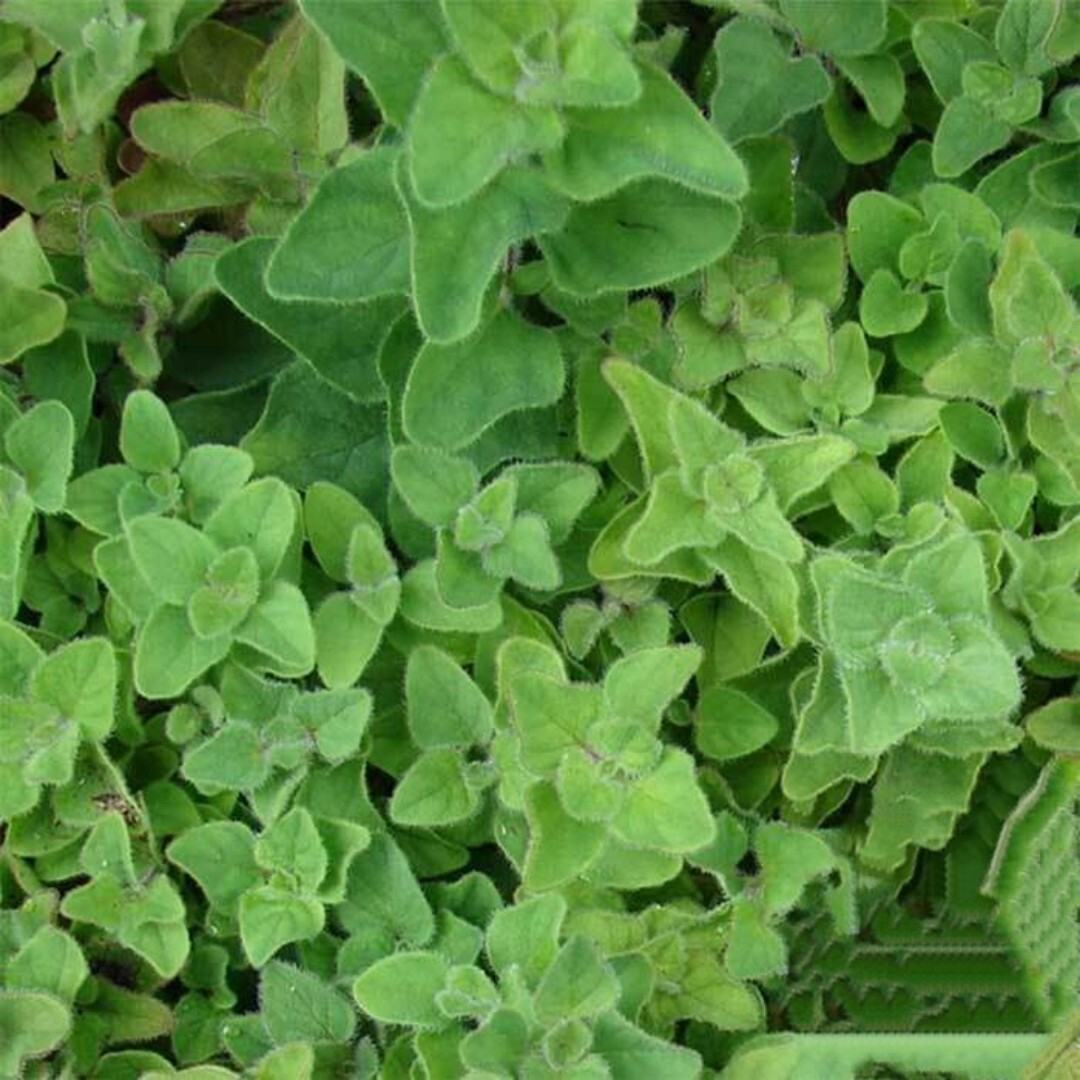 500+ Greek Oregano, Winter Marjoram, Herb, NON-GMO.