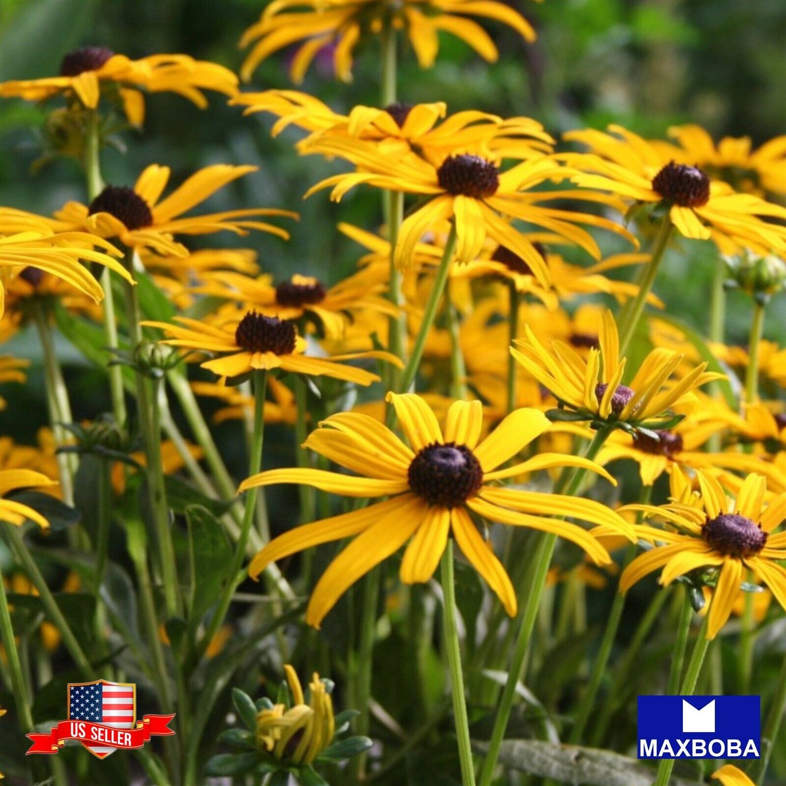 2500 Black-Eyed Susan Rudbeckia Seeds Non-GMO