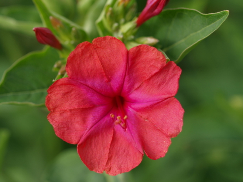 Red Four O’clock Seeds, Non-Gmo Heirloom Flower Seeds, Annual Flower Seeds 75ct