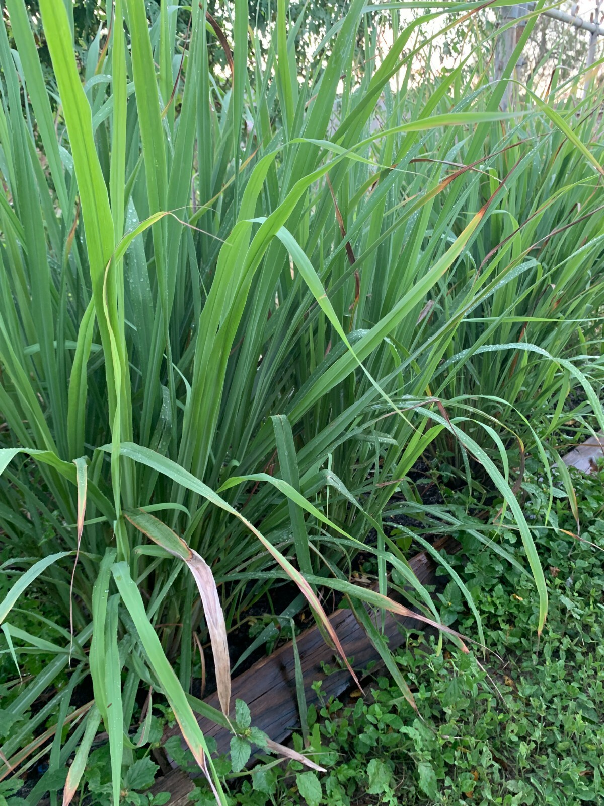 12 Live ORGANIC Lemongrass Stalks Plugs Cymbopogon Sereh Plant Lemon Grass Texas