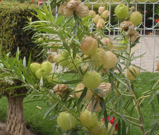 BALLOON PLANT Gomphocarpus Physocarpus – 50 Bulk Seeds