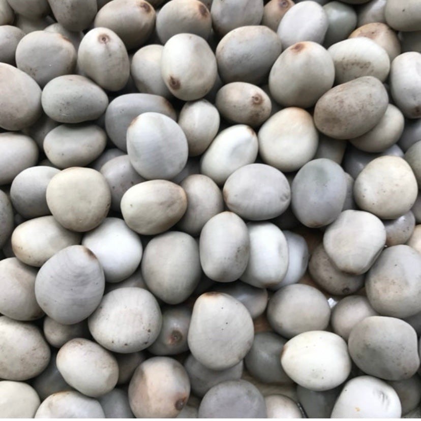 2 dozen (24) Authentic Mancala Seeds-Grey Knicker Beans-Caesalpinia bonduc seeds