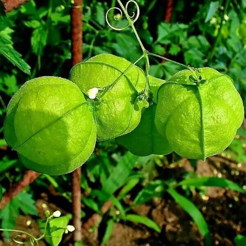 100 Pcs Cardiospermum halicacabum, Love-in-a-puff, Balloon Vine