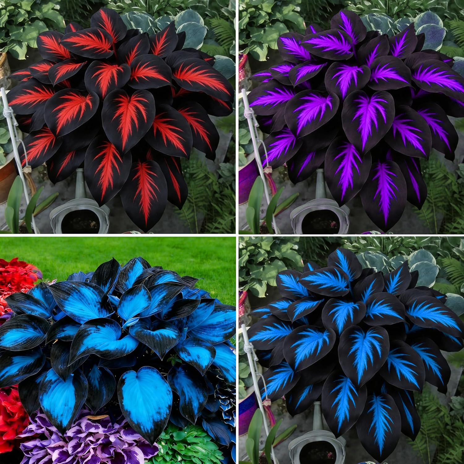 Hosta Seeds for Planting, 290+Pcs Rare Perennial Hosta Flower Seeds Plants, Non-
