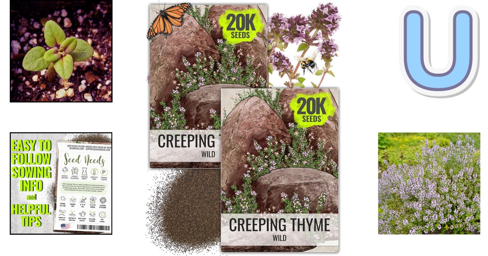 Open Pollinated Wild Creeping Thyme Seeds – Perfect for Butterfly & Rock Gardens