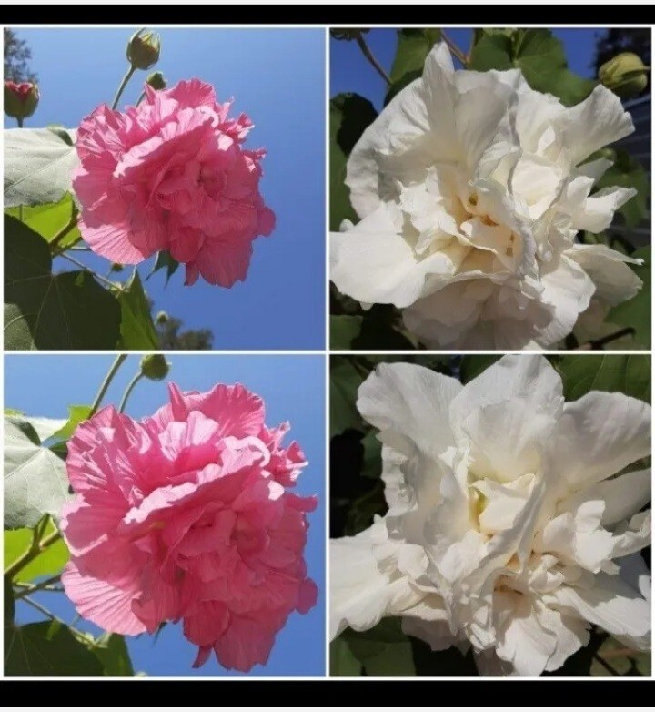 Cotton Rose Seeds (50+ Count) Pink color changing flower!
