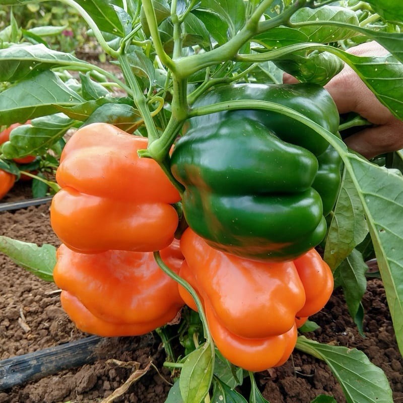Orange Sun Bell Pepper Seeds | Heirloom Green Cal Wonder King Peppers Seed 2026