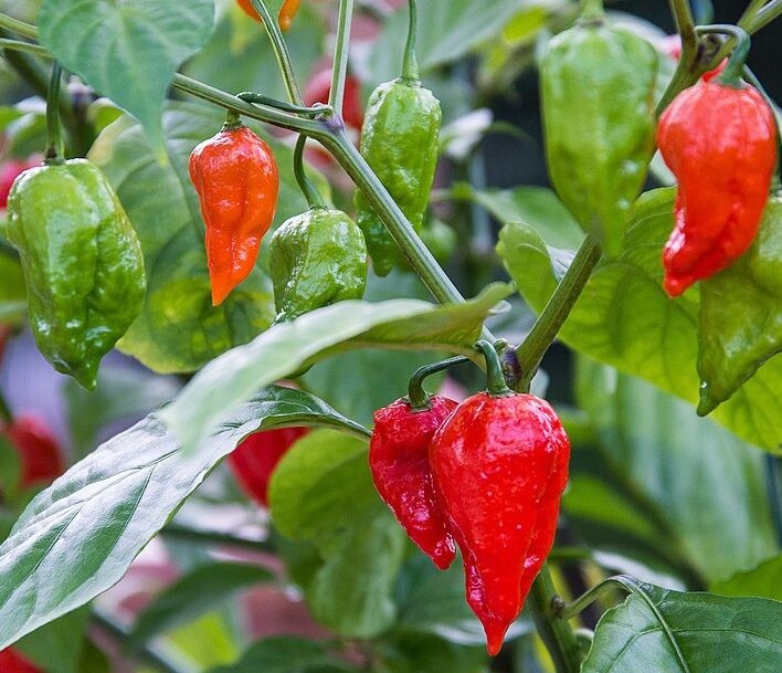 Ghost Pepper Seeds, Bhut Jolokia, EXTREMELY HOT PEPPER