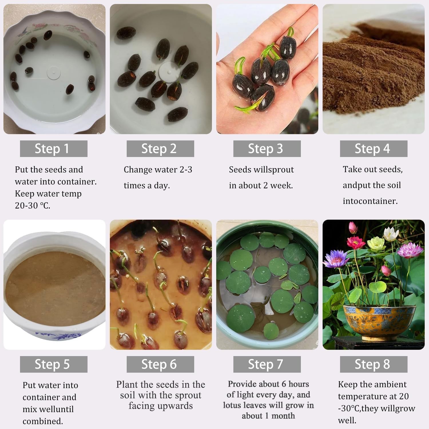 160pcs Mixed Color Bowl Lotus Seeds for Planting – Non-GMO Bonsai Lotus, Wate…