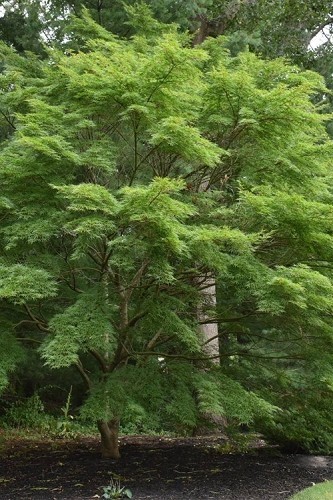 “Oregon Sunset” Maple Tree Seeds Acer Semi – Dwarf Hardy – Zone 5 Red Orange