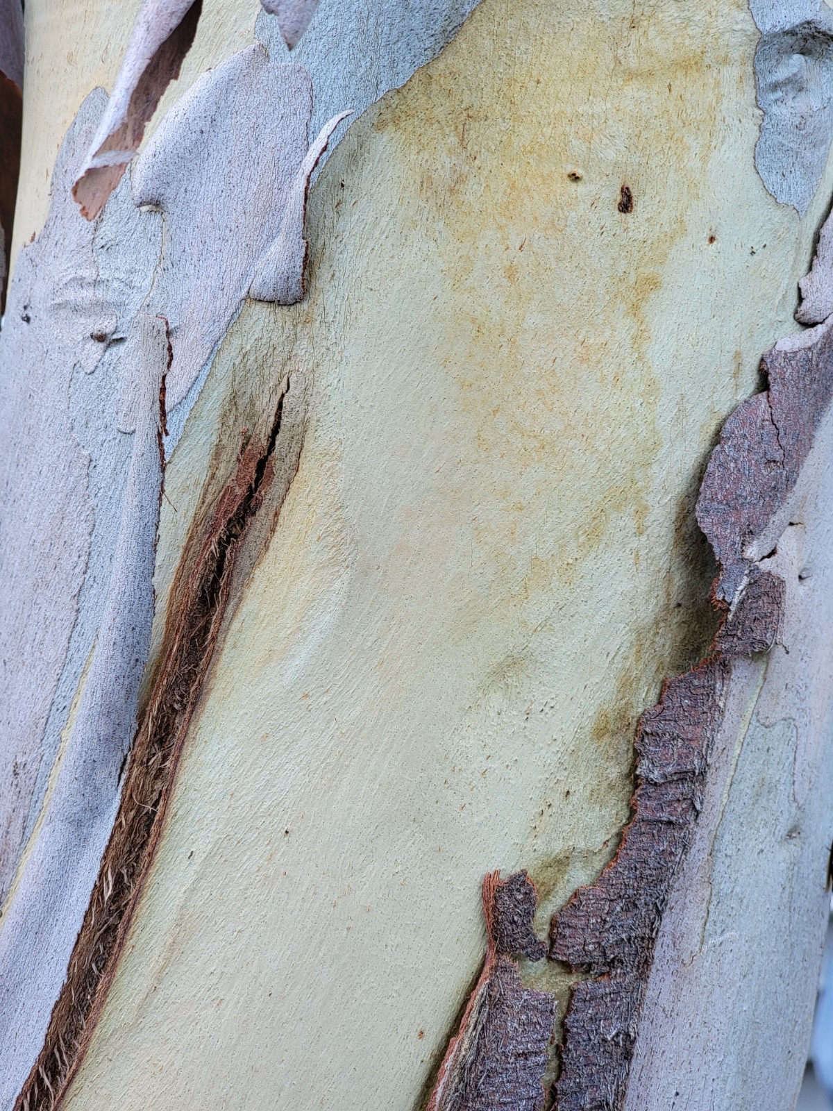 Eucalyptus pauciflora ssp. niphophila – Australian Snow Gum – Fresh Seeds