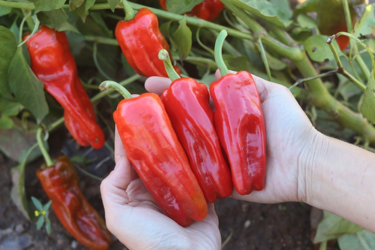 Syrian Aleppo Pepper Seeds (15) / Hot / Spicy / Super Rare / Heat Tolerant