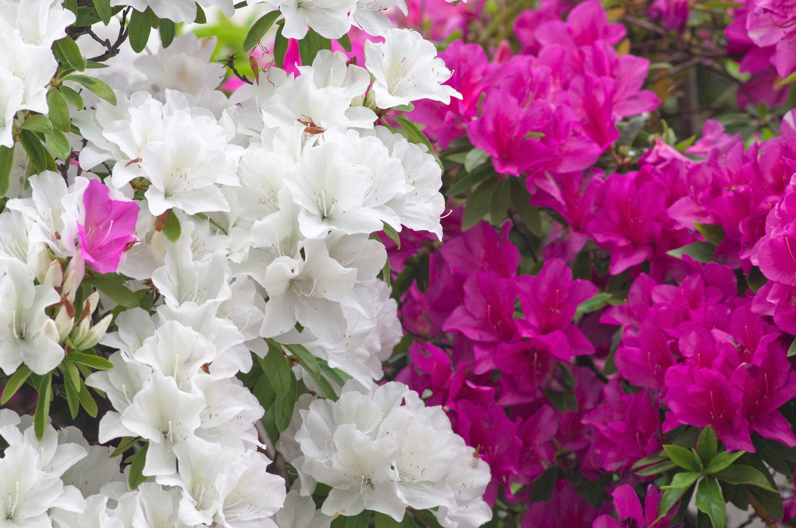 25 MIXED COLORS AZALEA Rhododendron spp Red Purple Flower Shade Bush Shrub Seeds