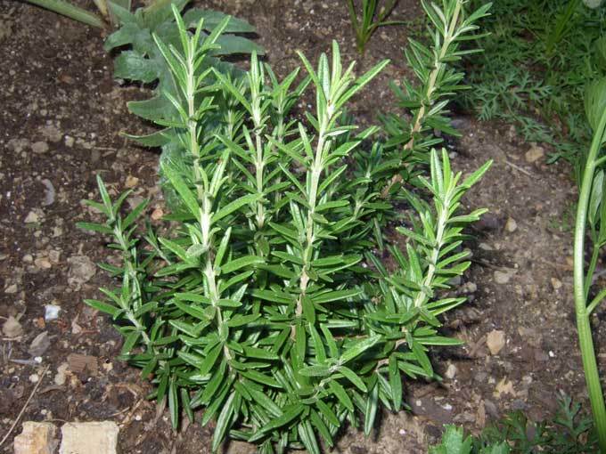 Herb Seed: Rosemary Seeds Fresh Seed FREE Shipping