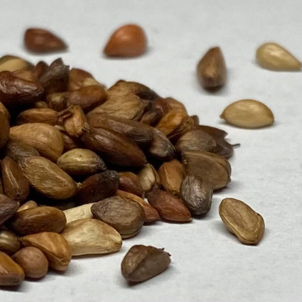 Meadow Rose Seeds (Rosa blanda) ~Herb Native Wildflower Pollinator Attractor
