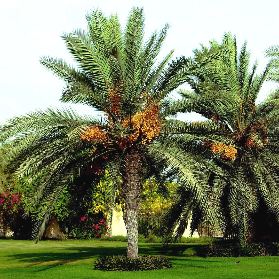 5 Date Palm Tree Seeds (Phoenix dactylifera) Edible Fruit Plant Hardy to Zone 8