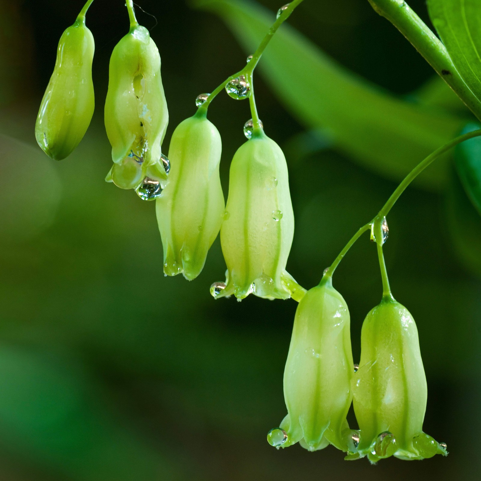Solomon’s Seal Seed (Polygonatum biflorum) ~Traditional Herb Woodland Wildflower