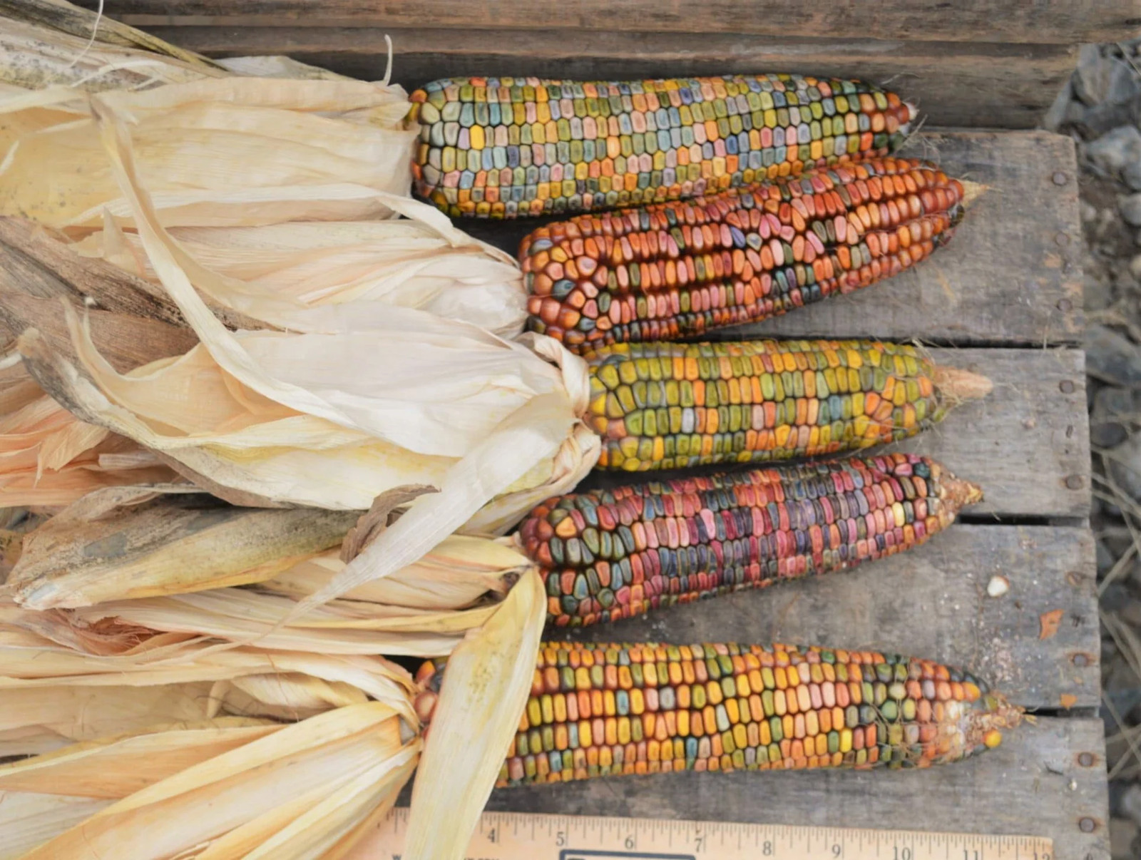 Earth Tones Ornamental Corn Seeds | Pastel Rainbow Glass Gem Popcorn Seed 2024
