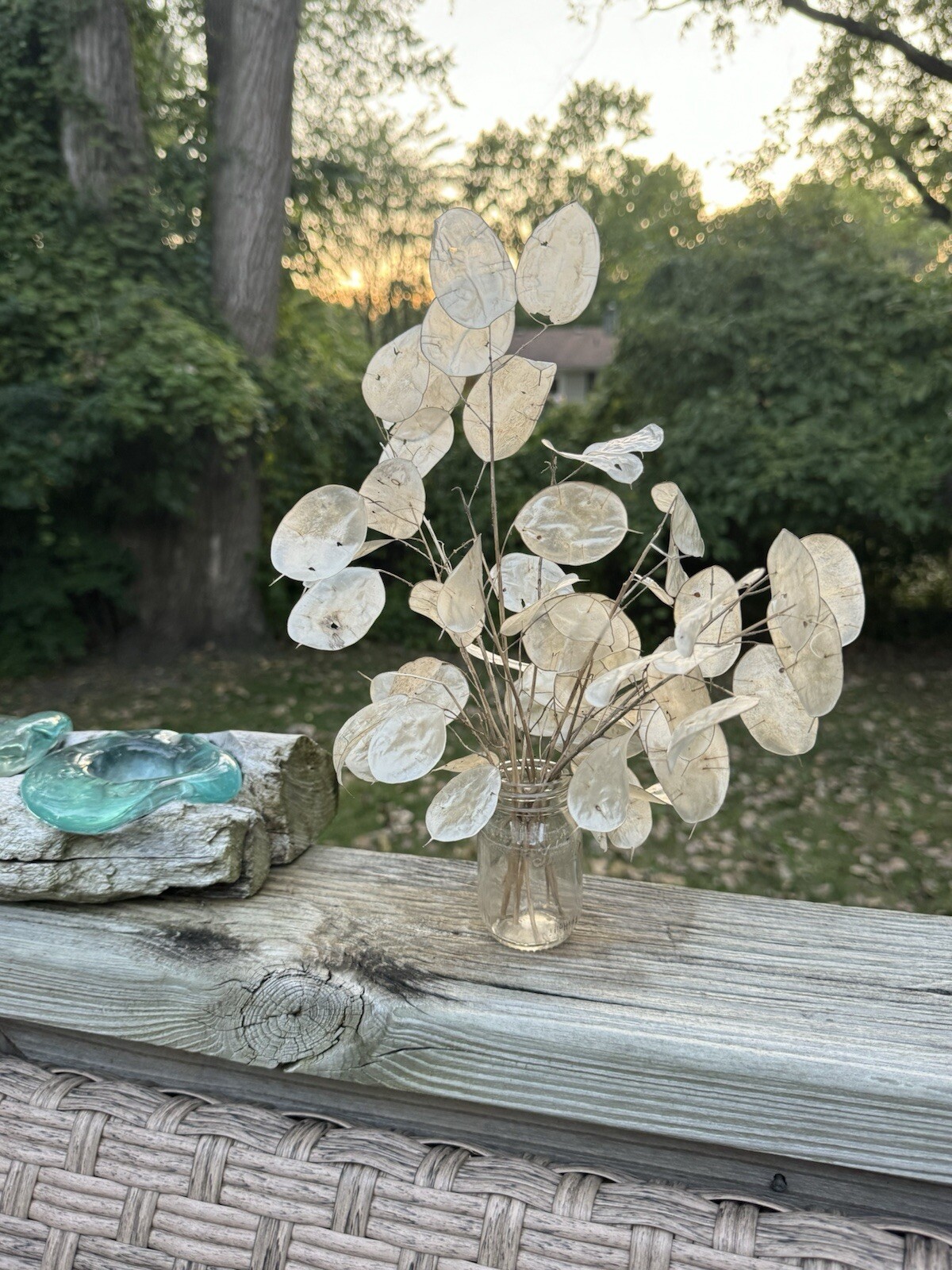 50 Money ‘Silver Dollar’ Luck Lunaria Plant Seeds, Non-GMO Heirloom🪷Seeds🪷