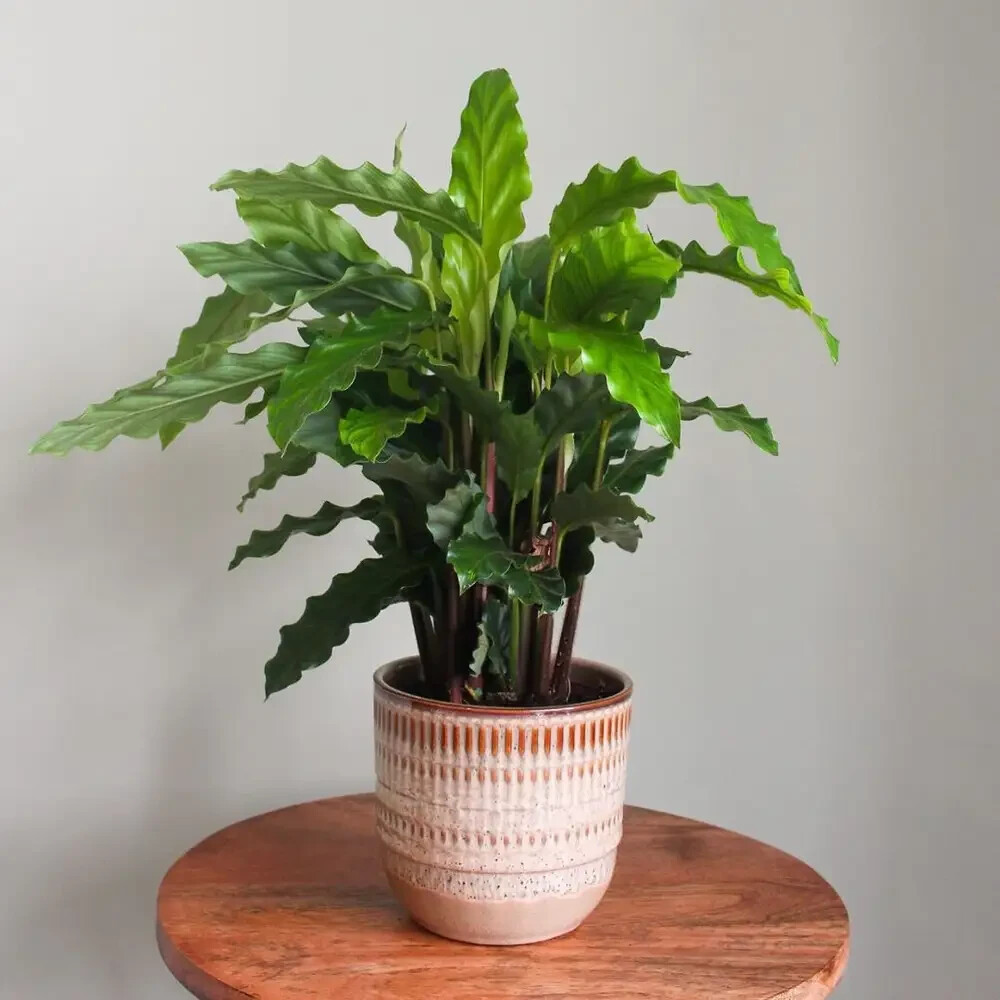 25+ Furry Feather Calathea Seeds for Garden Planting – USA – FREE SHIPPING!