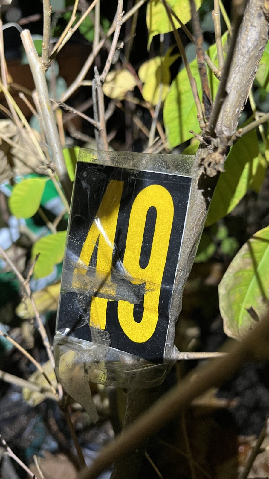 Exact Plant #49, Black mulberry 3-4 year old plant, bare root, 36-45” Tall